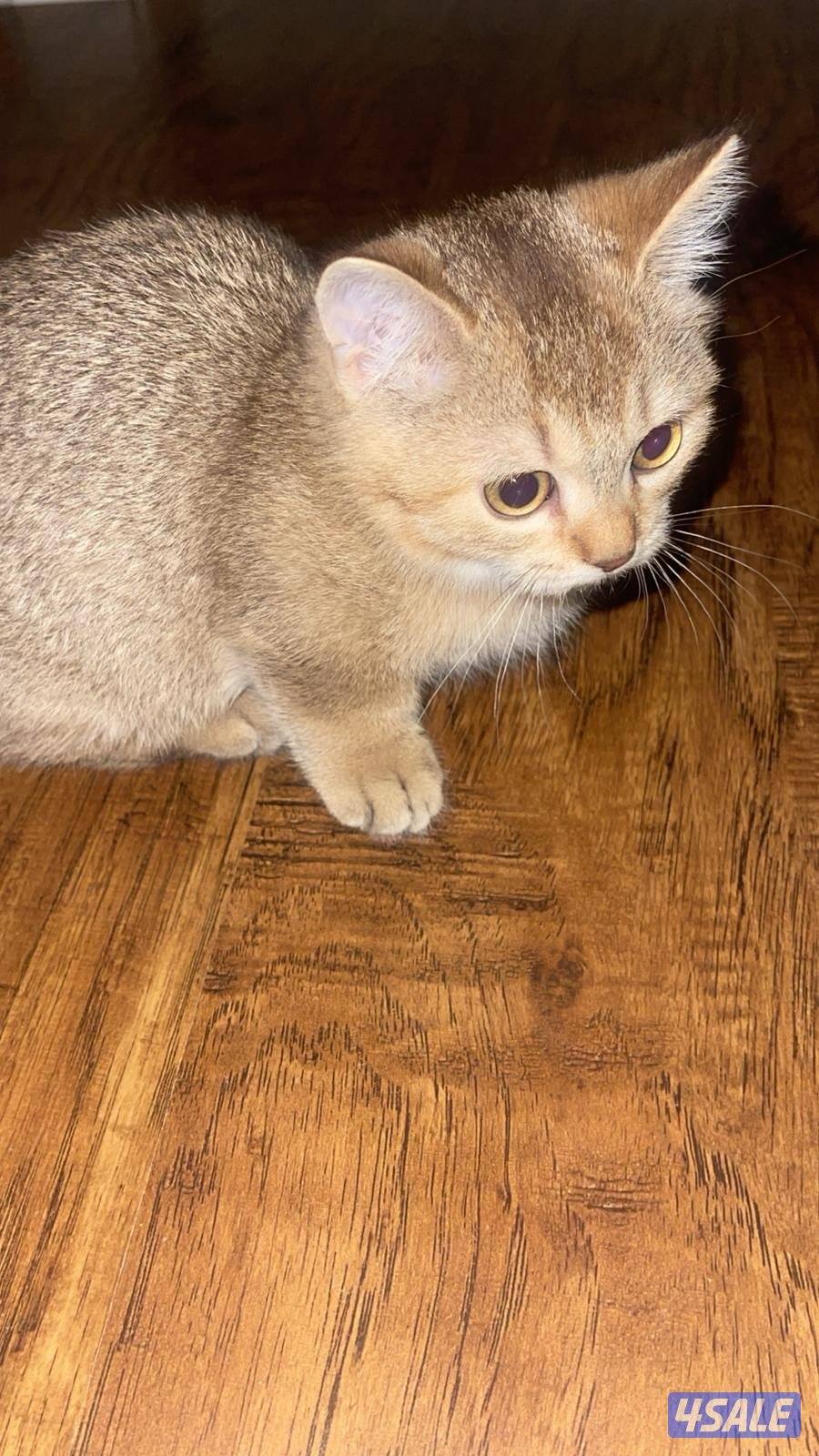 قط مانجكن ( الايد القصيره ) ، الاب NY12 , السعر قابل للمساومه بالمعقول2