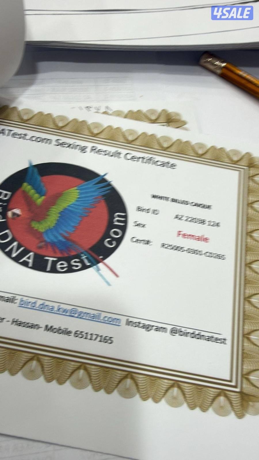 يوز كايك مفحوصين الذكر ريشه منتوف ربوه قفص اليوز0