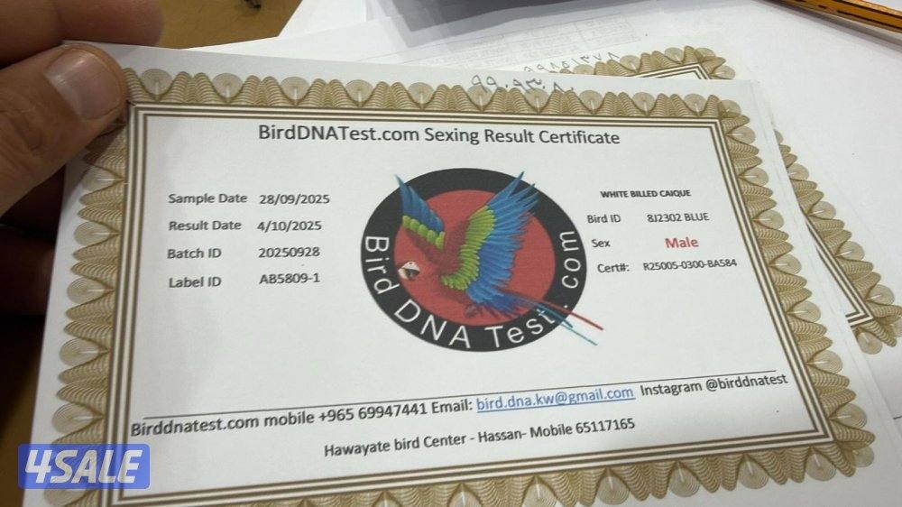 يوز كايك مفحوصين الذكر ريشه منتوف ربوه قفص اليوز1