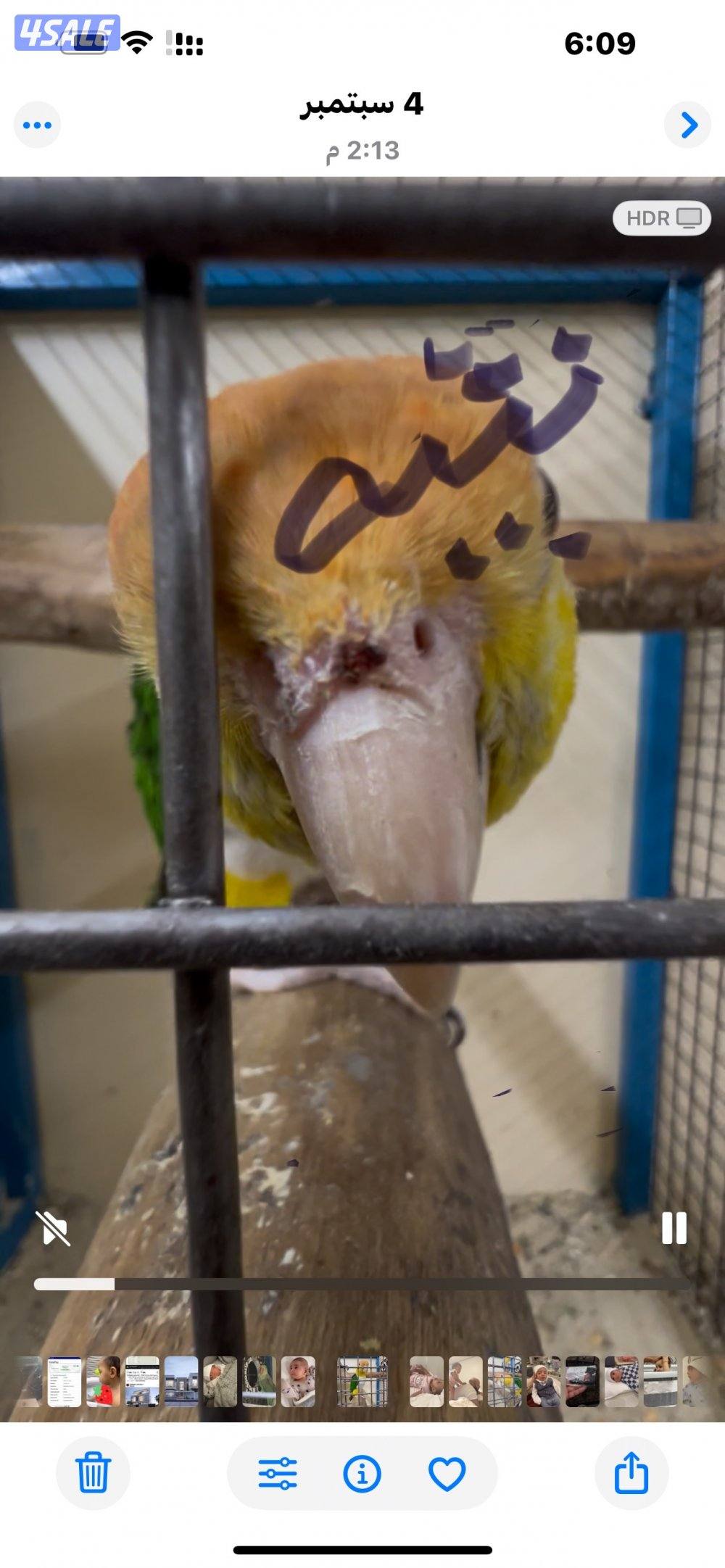 يوز كايك مفحوصين الذكر ريشه منتوف ربوه قفص اليوز2