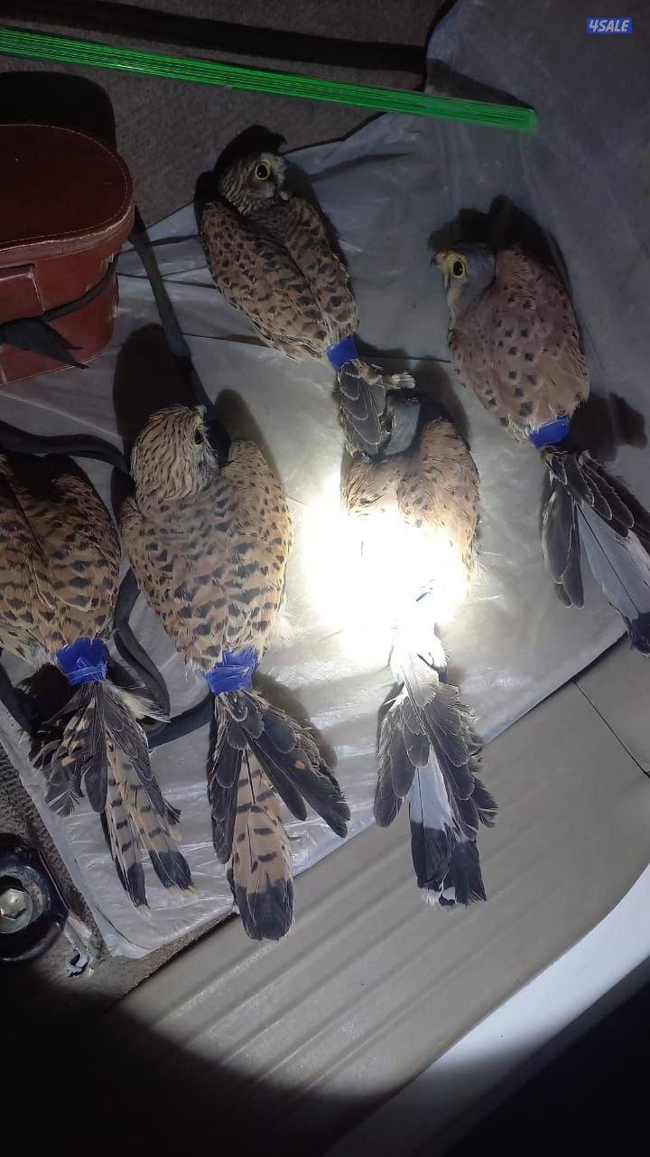 ترمات للبيع0