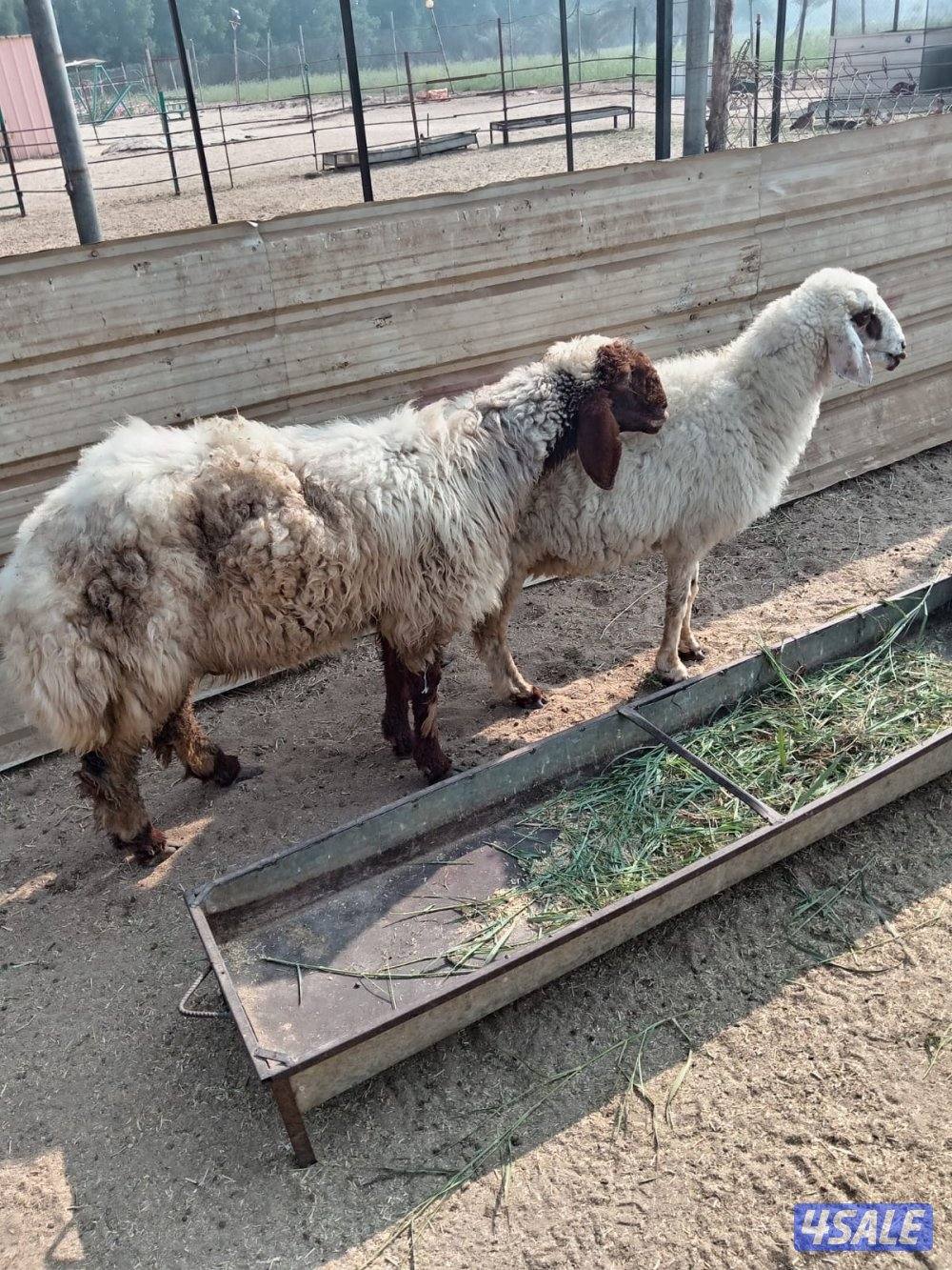 للبيع العبدلي0