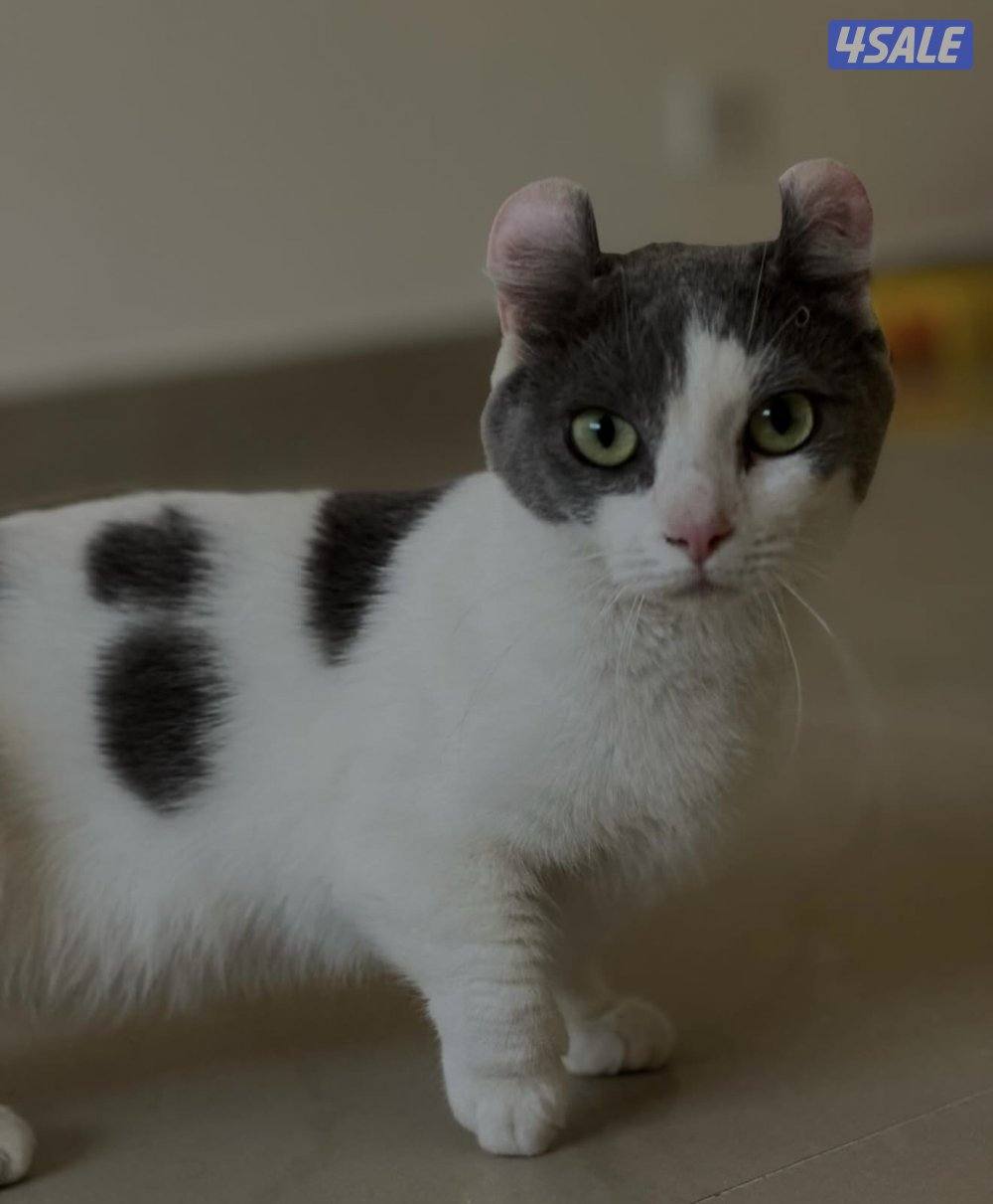 pure munchkin cat ears down for sale with pedigree from ukraine0