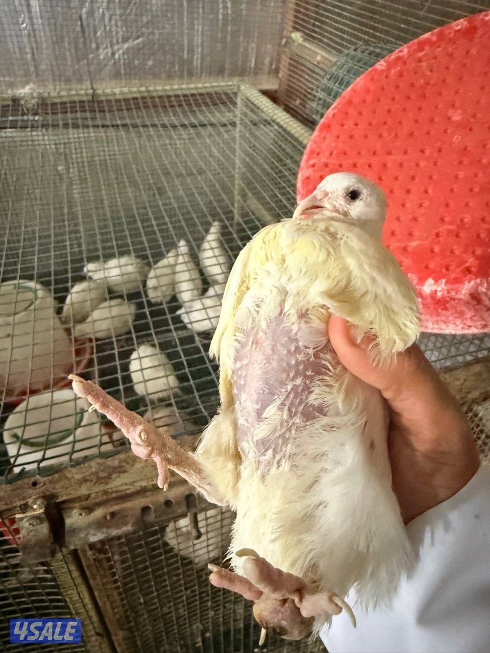 بيض فري تكساس بيور شرط0