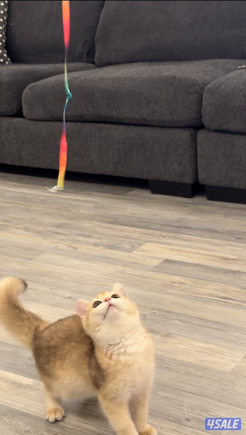 للبيع نثيه بريتش ستريت كيتن بيور ny120