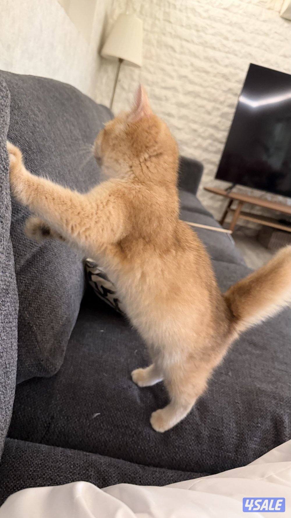 للبيع نثيه بريتش ستريت كيتن بيور ny121