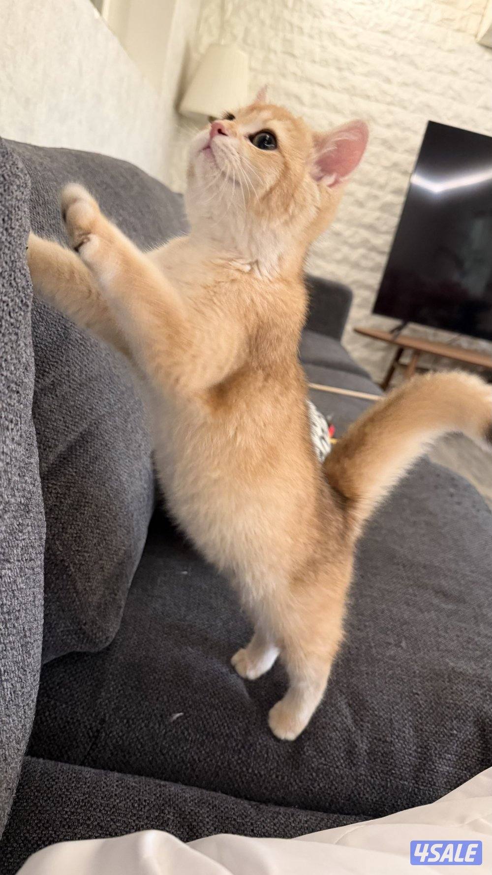 للبيع نثيه بريتش ستريت كيتن بيور ny122