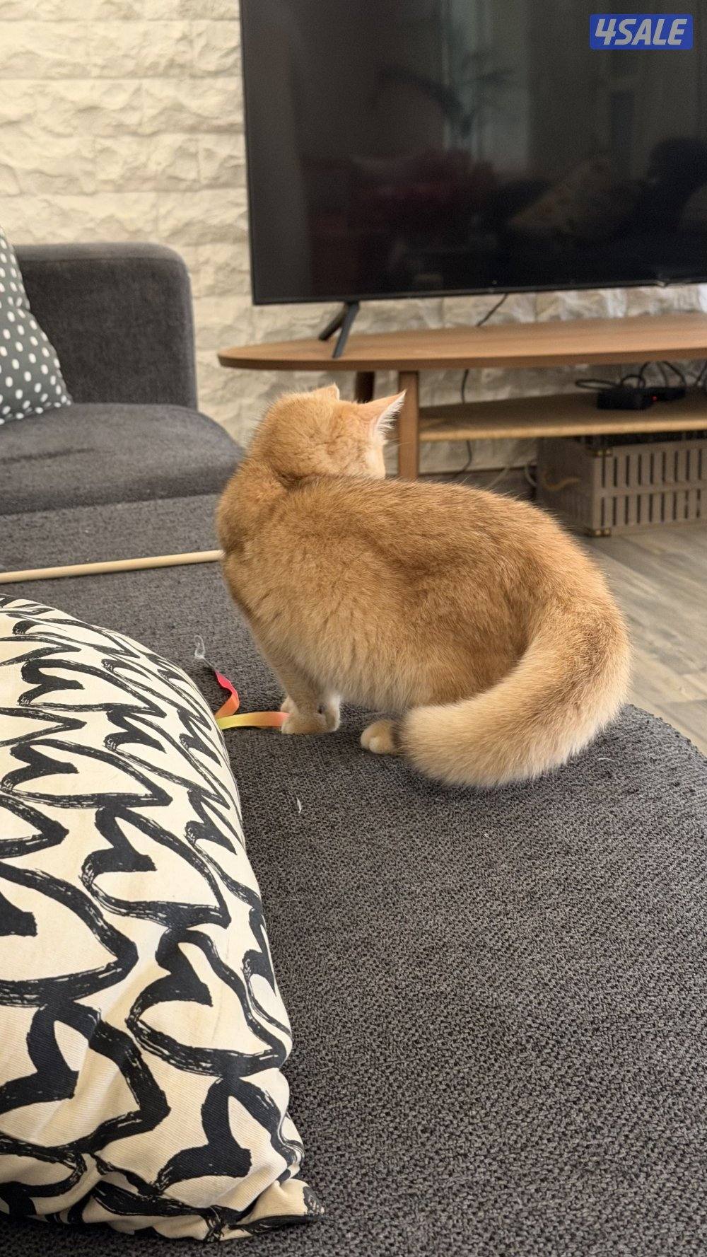 للبيع نثيه بريتش ستريت كيتن بيور ny123