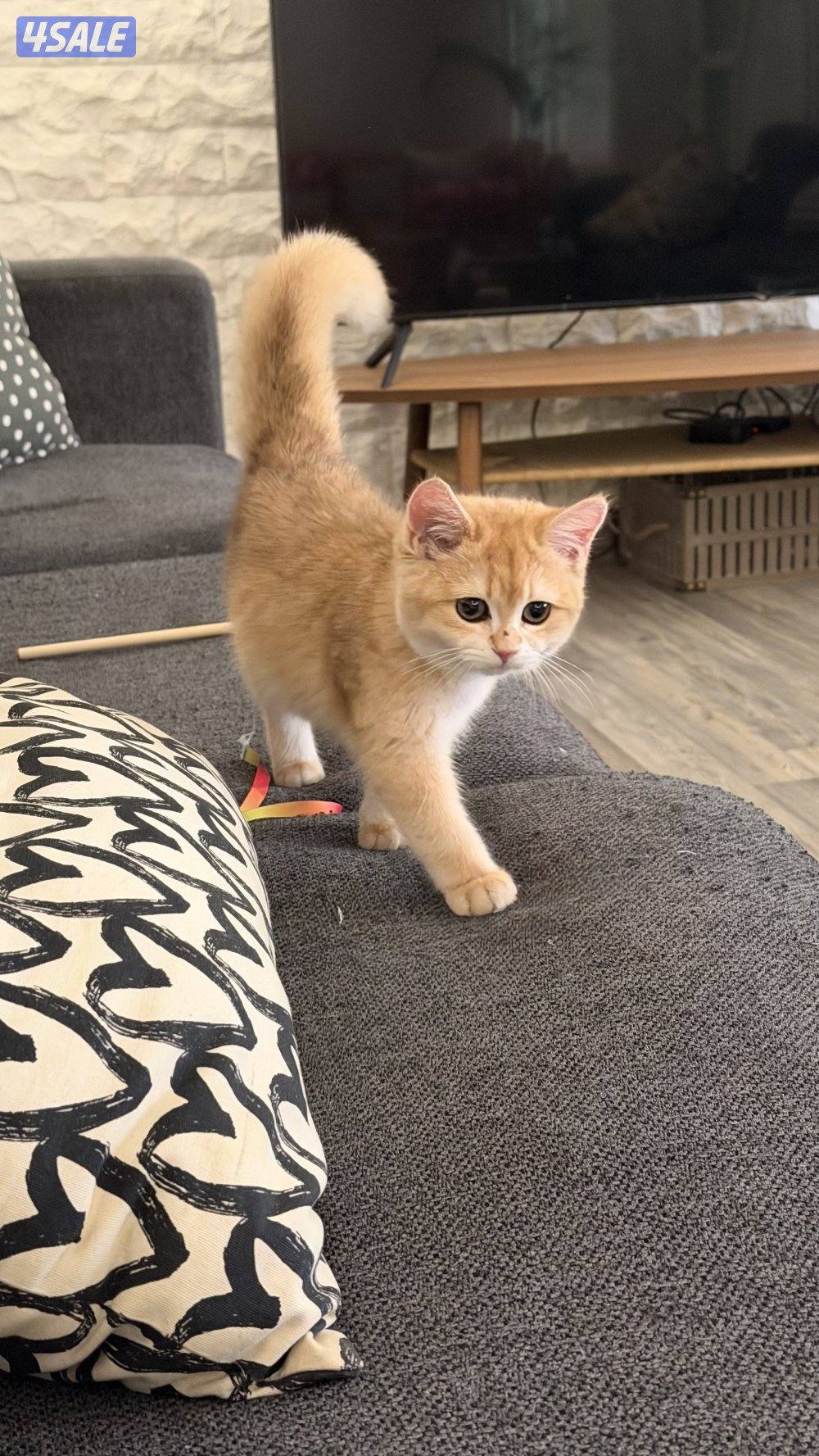 للبيع نثيه بريتش ستريت كيتن بيور ny124