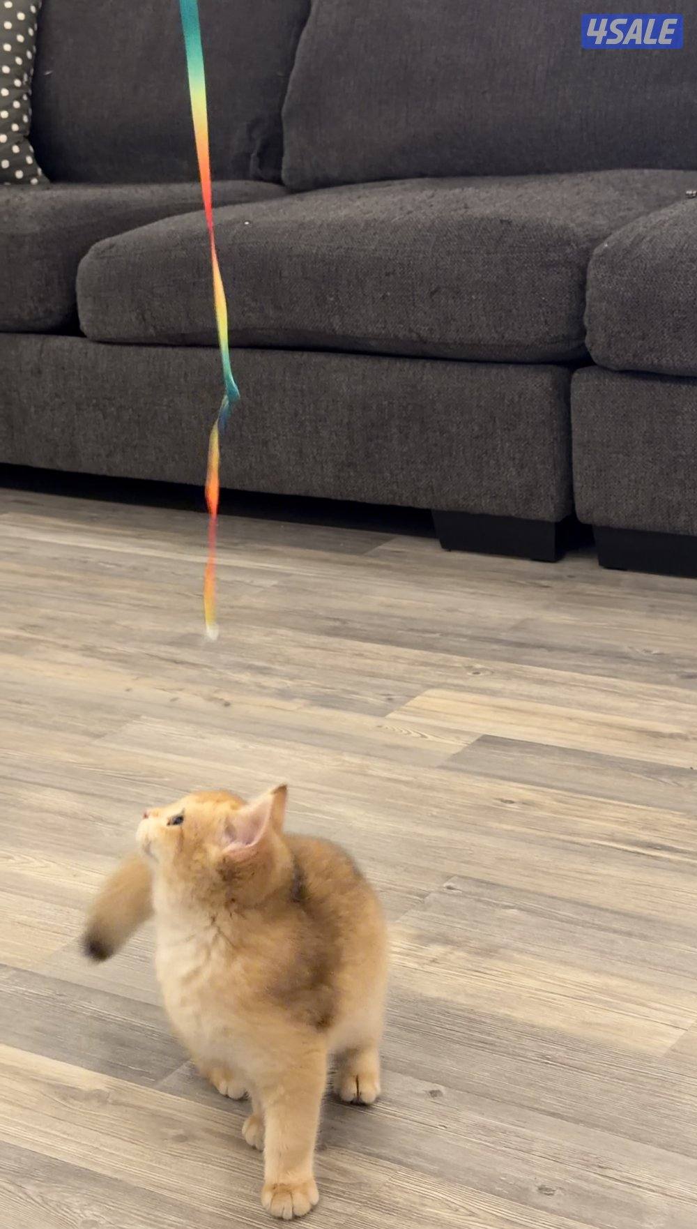 للبيع نثيه بريتش ستريت كيتن بيور ny125