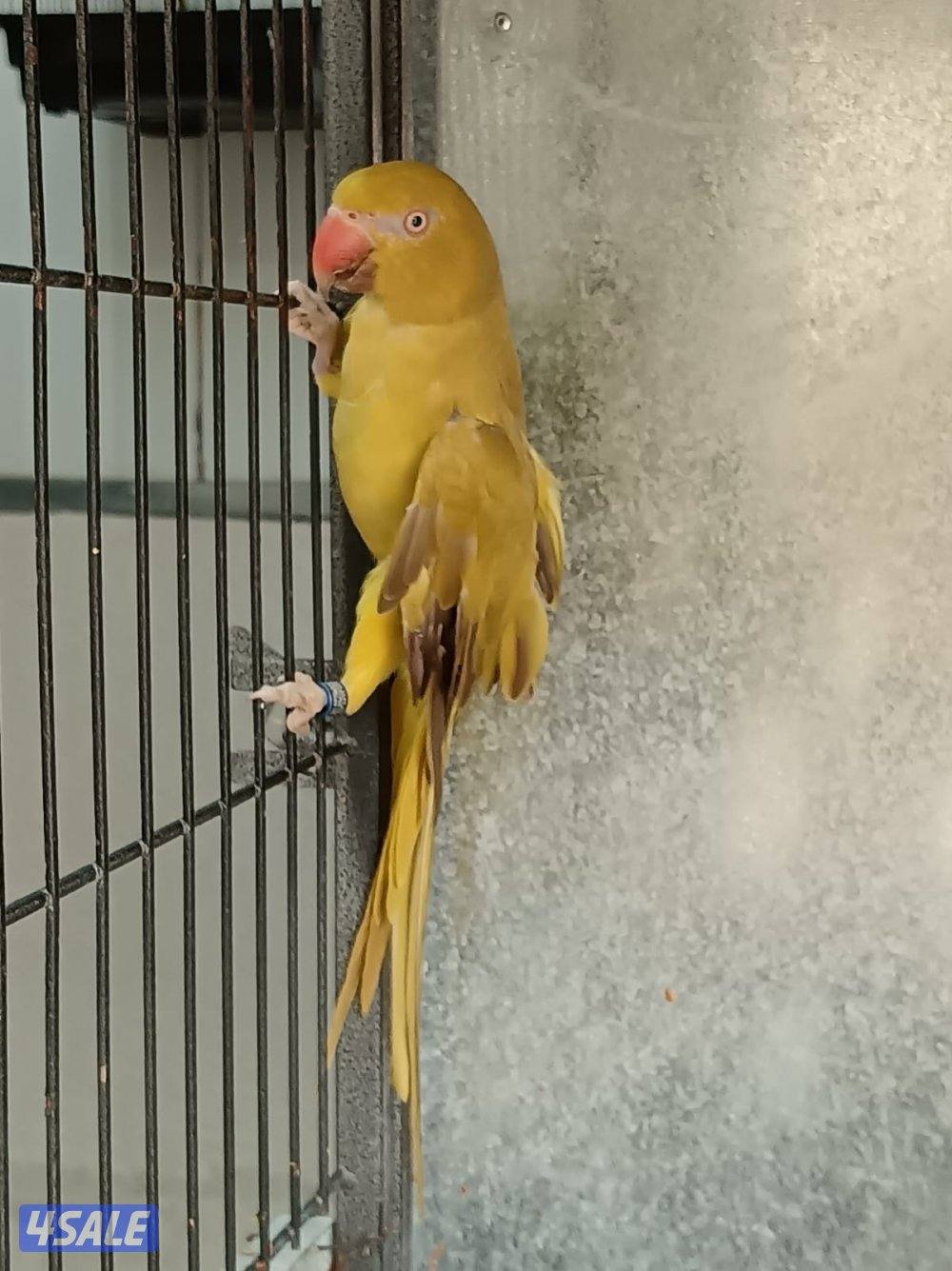 للبيع طير متوه نيبالي ذكر / ومتوه عاديه نثيه صفره0