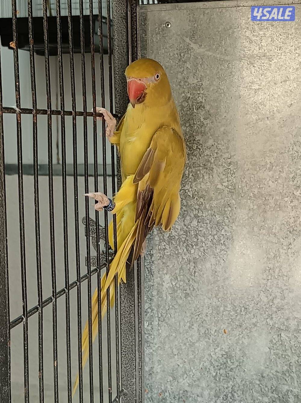 للبيع طير متوه نيبالي ذكر / ومتوه عاديه نثيه صفره2