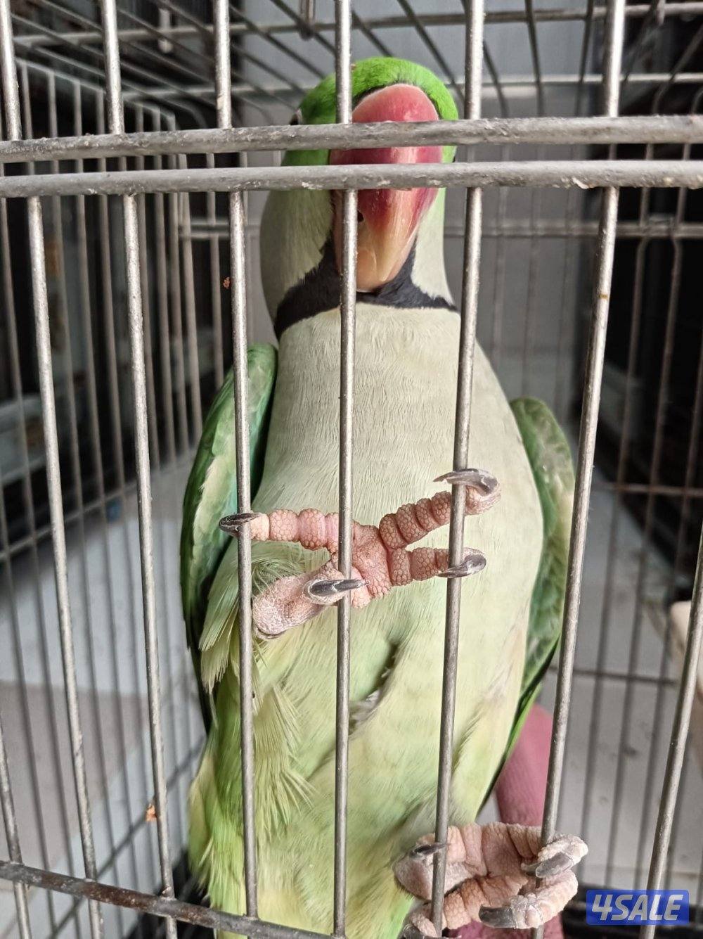 للبيع طير متوه نيبالي ذكر / ومتوه عاديه نثيه صفره3