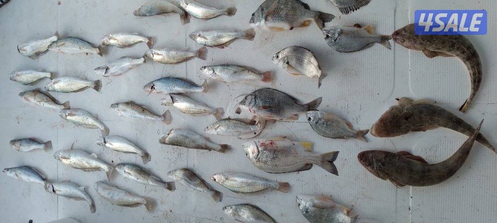 بنيد القار3