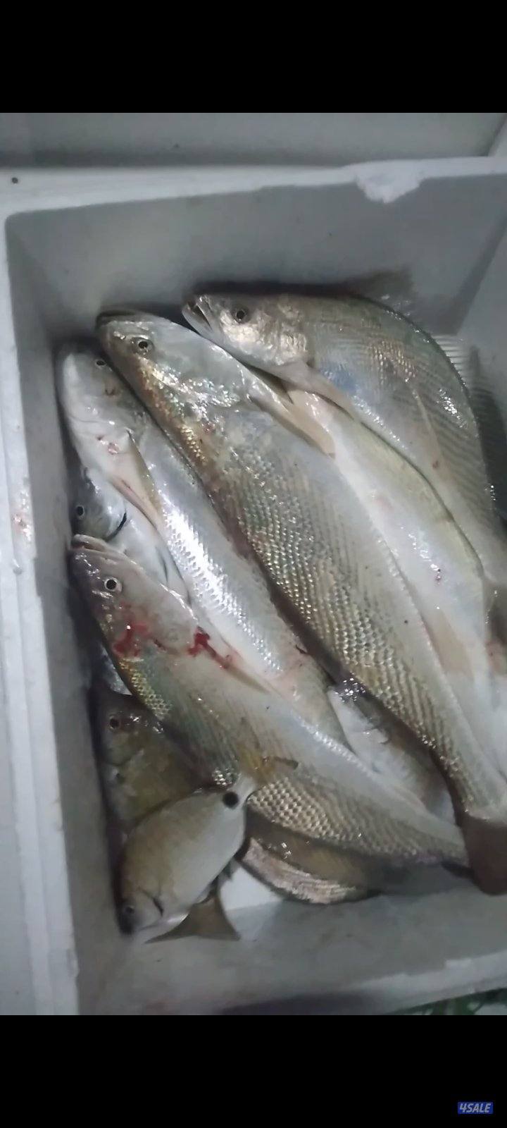 بنيد القار2