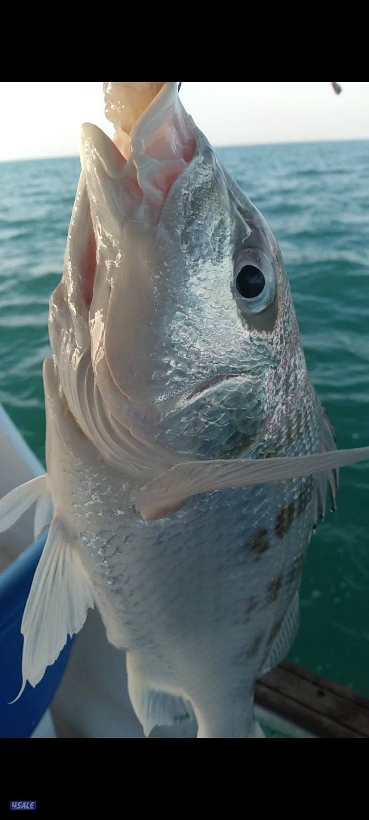 بنيد القار6