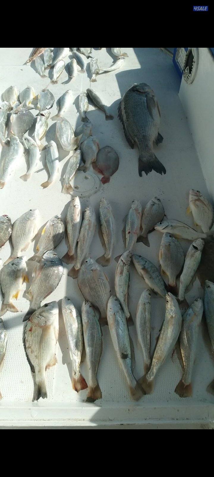 بنيد القار9