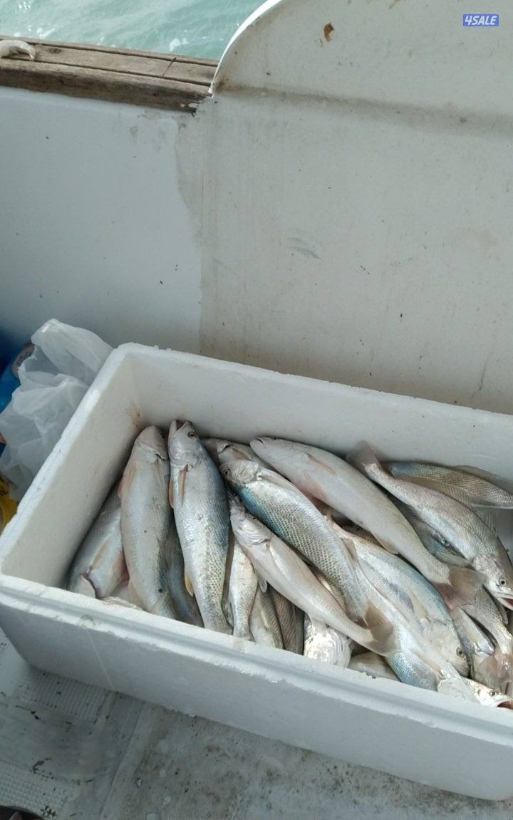 بنيد القار8