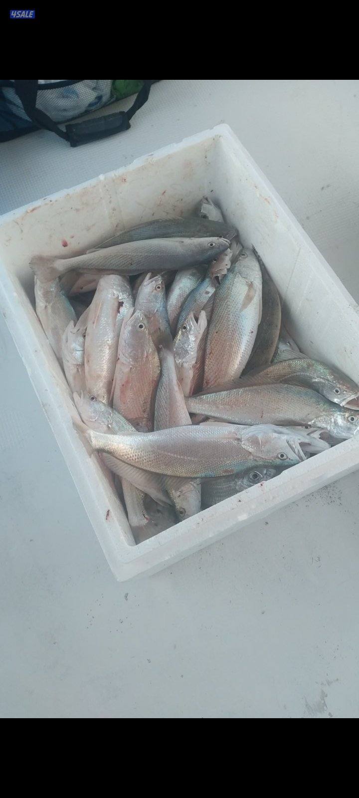 بنيد القار10