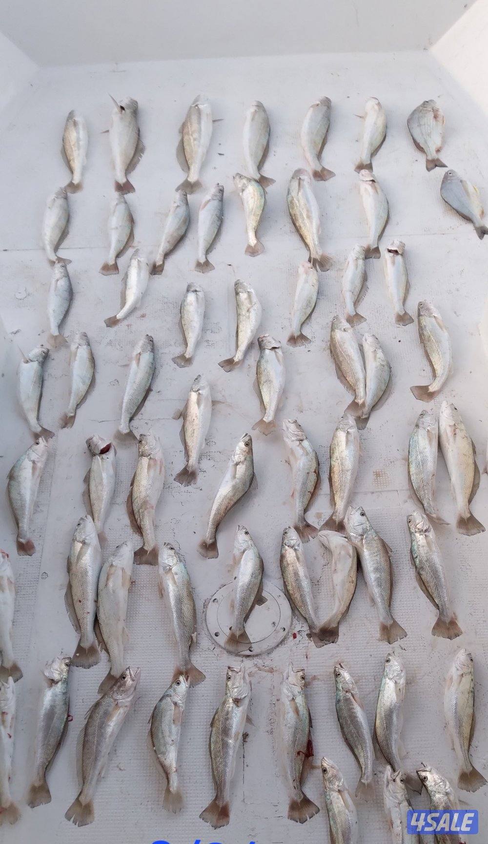 بنيد القار11