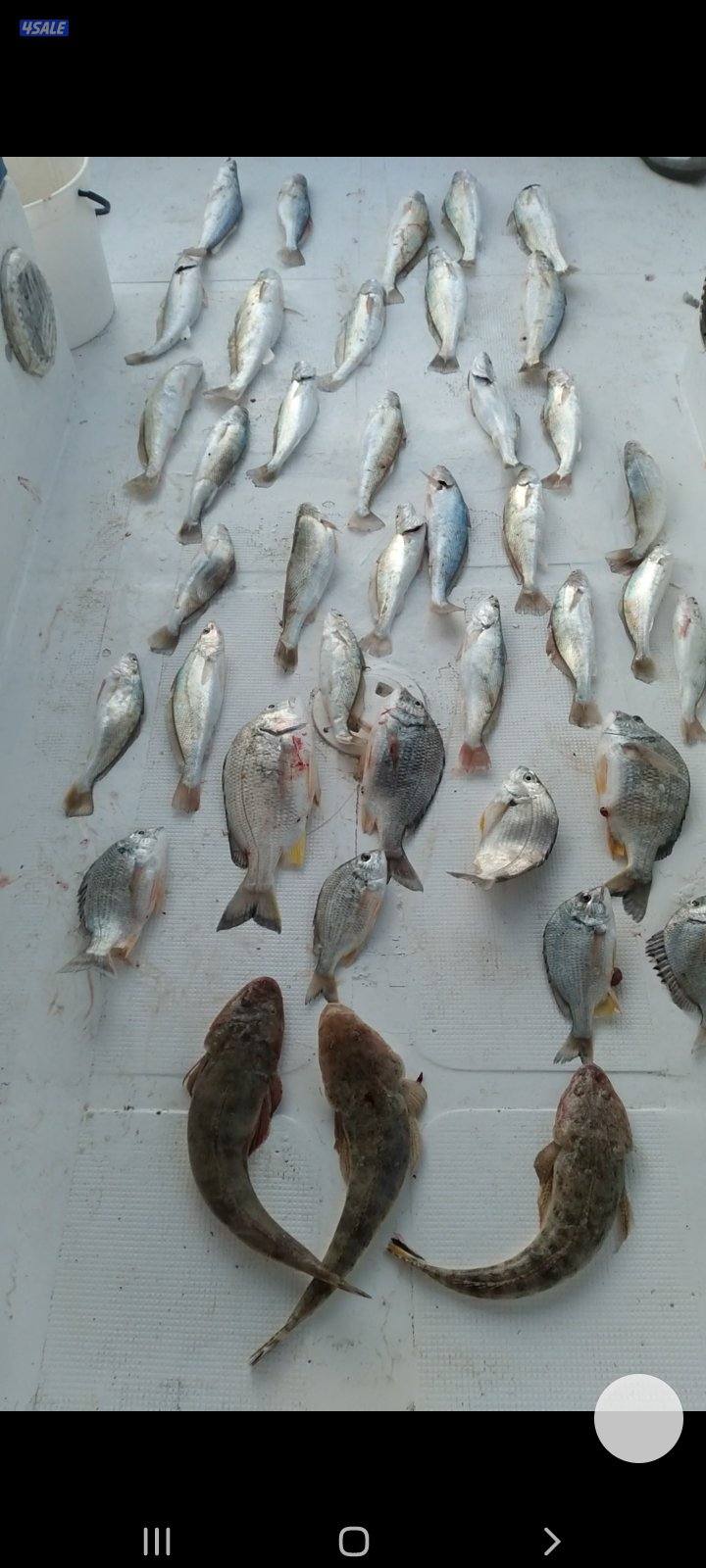 بنيد القار13