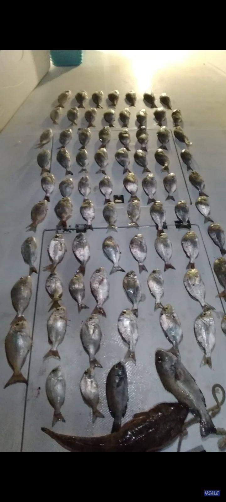 بنيد القار12