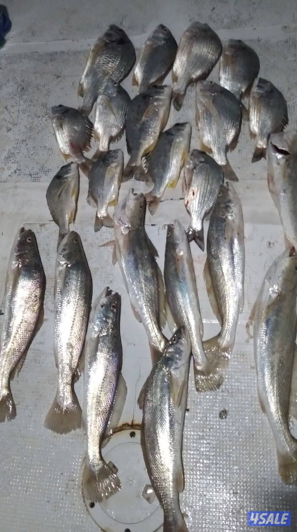 بنيد القار14