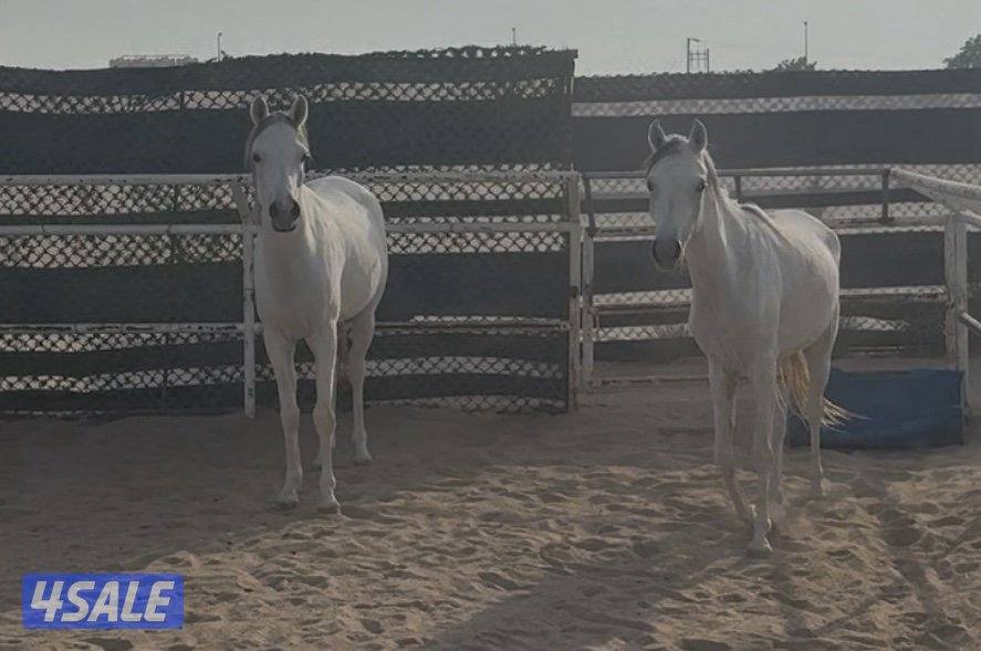 مهرات عربيه أصيلة مصرية بيور0