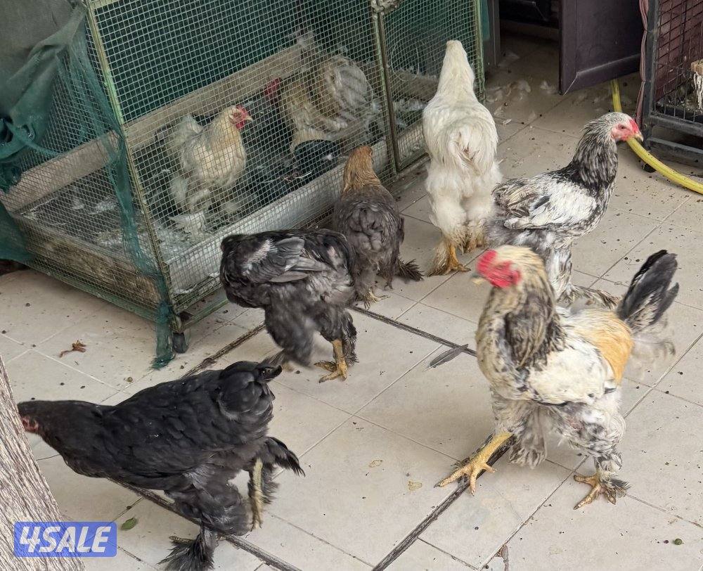 للبيع دجاج برهاما2