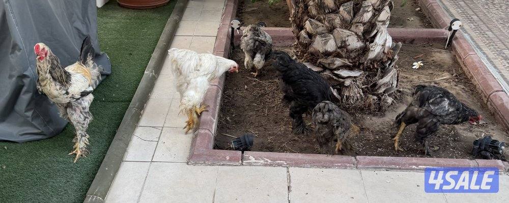 للبيع دجاج برهاما1