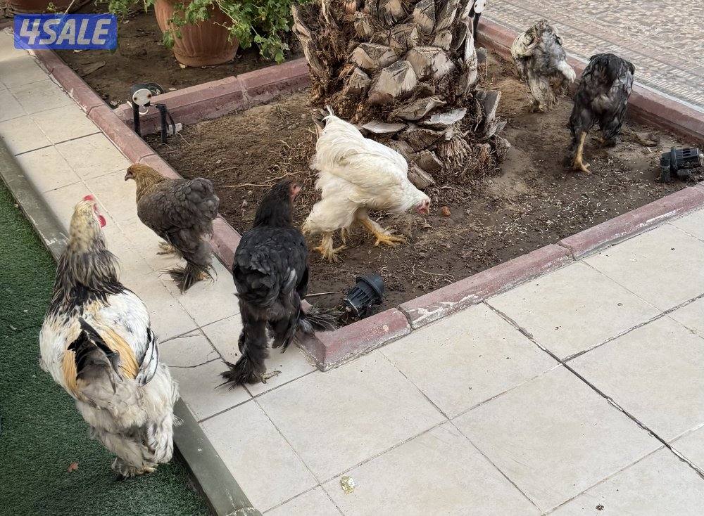 للبيع دجاج برهاما3