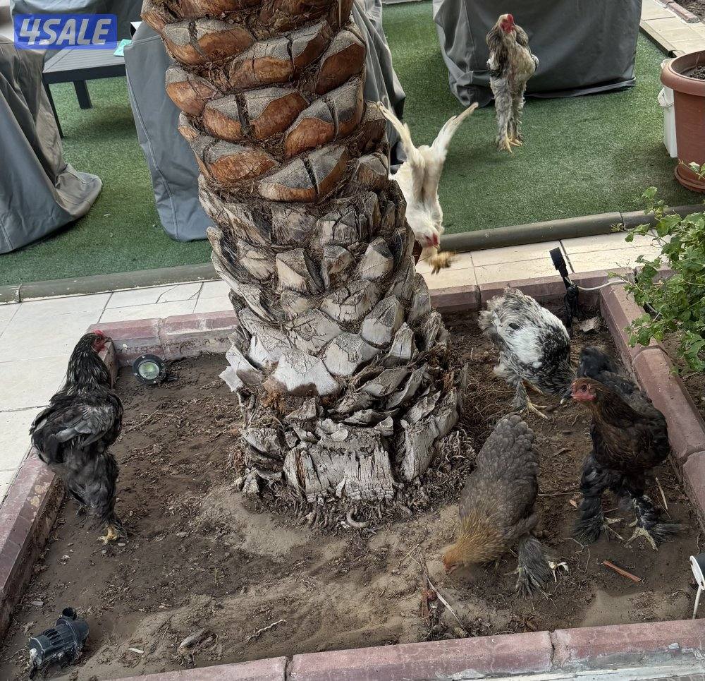 للبيع دجاج برهاما4