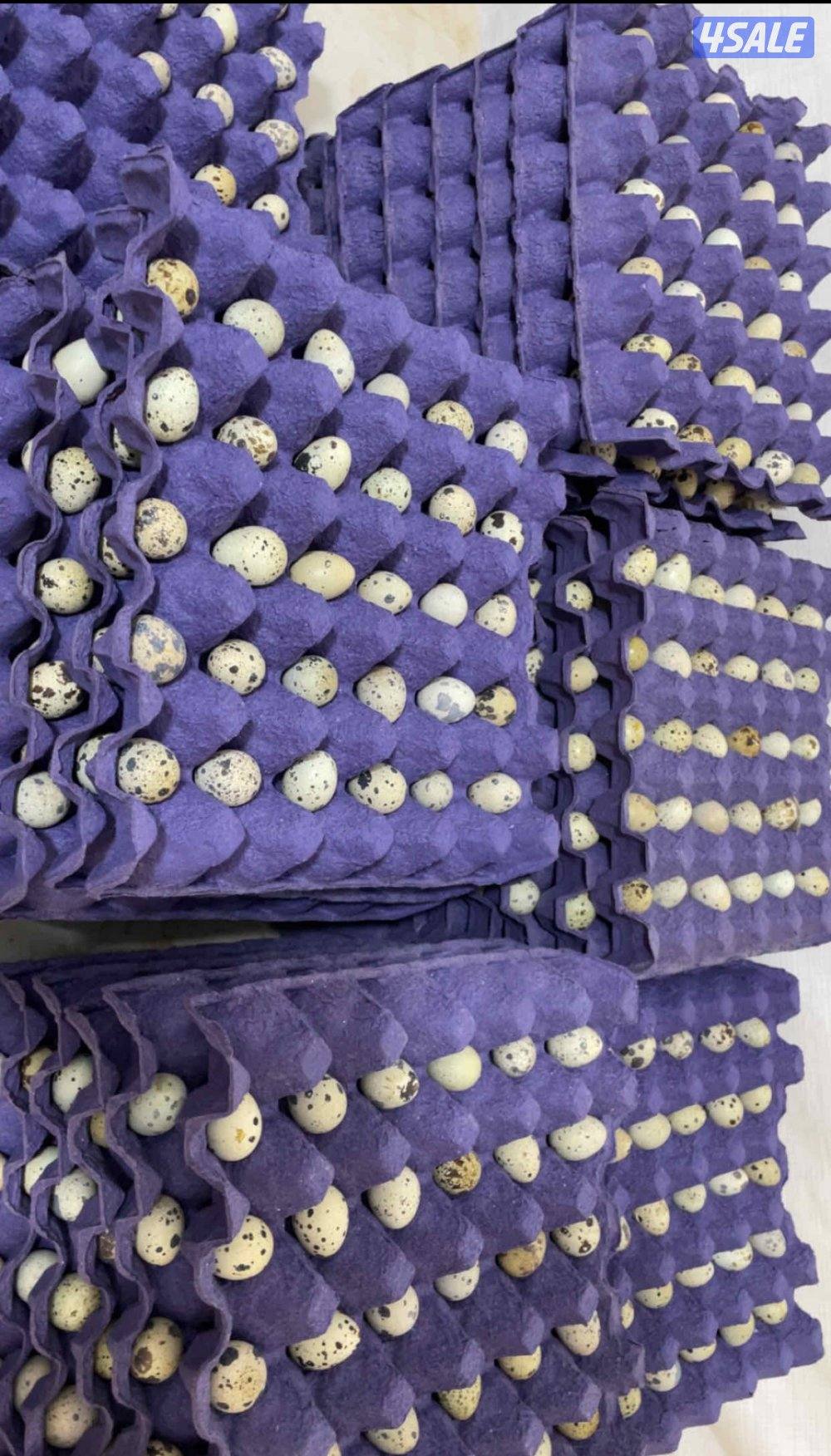 للبيع بيض فري للفقاسه تجميع يومي0