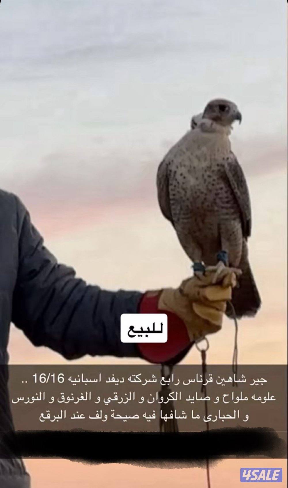 للبيع جير شاهين0