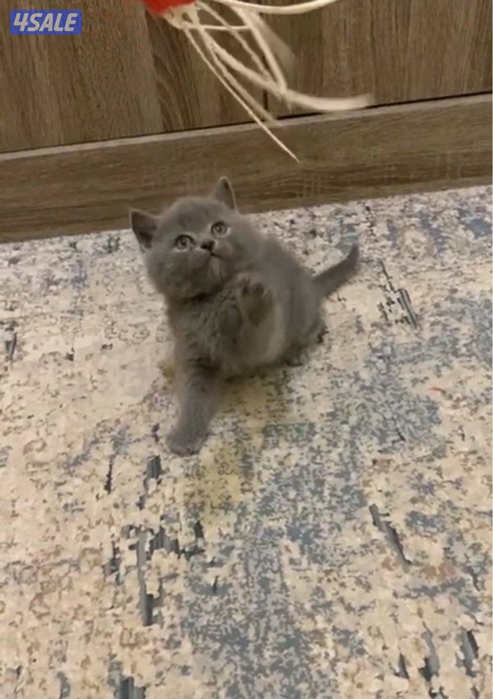 للبيع كيتن طيب0