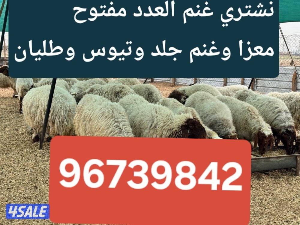 نشتري غنم معزة جميع انواع الحلال0