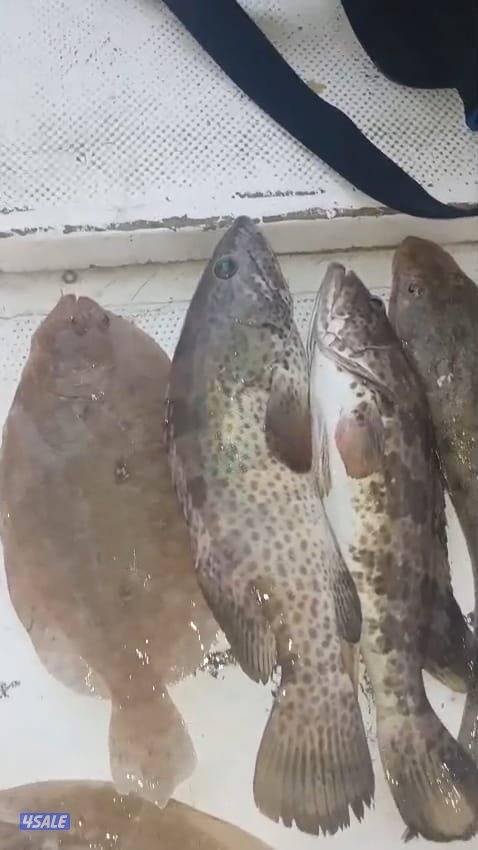 ايجار طراد حداق نزهة تاجير طراد رحلات بحرية13