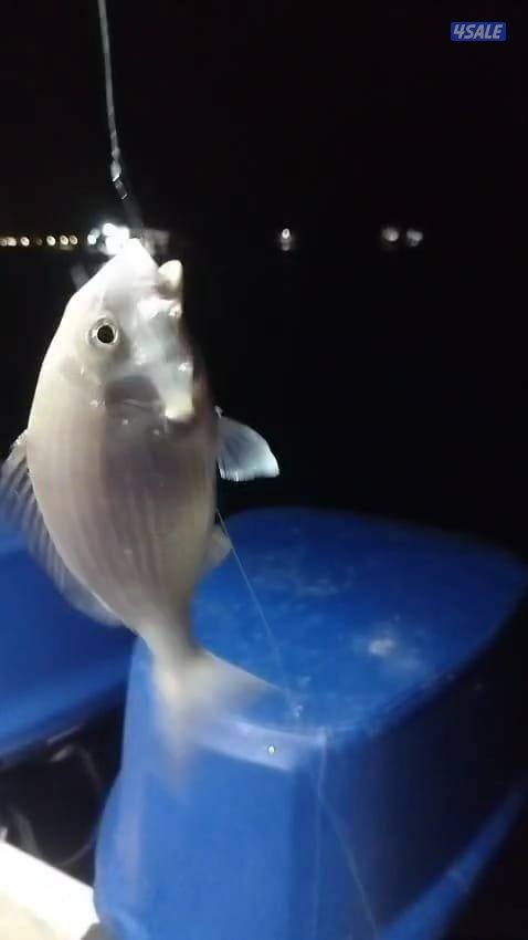 ايجار طراد حداق نزهة تاجير طراد رحلات بحرية15