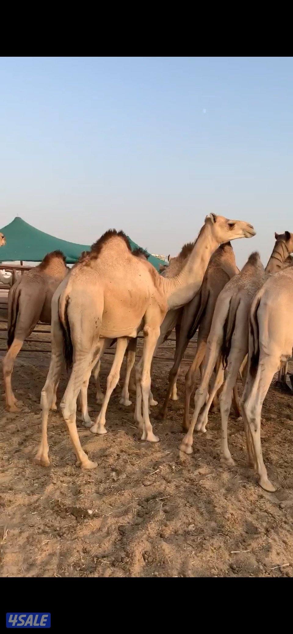 للبيع قعدان مستورده طيبه مفاريد جمله وتفريد الموقع جواخير الوفره0