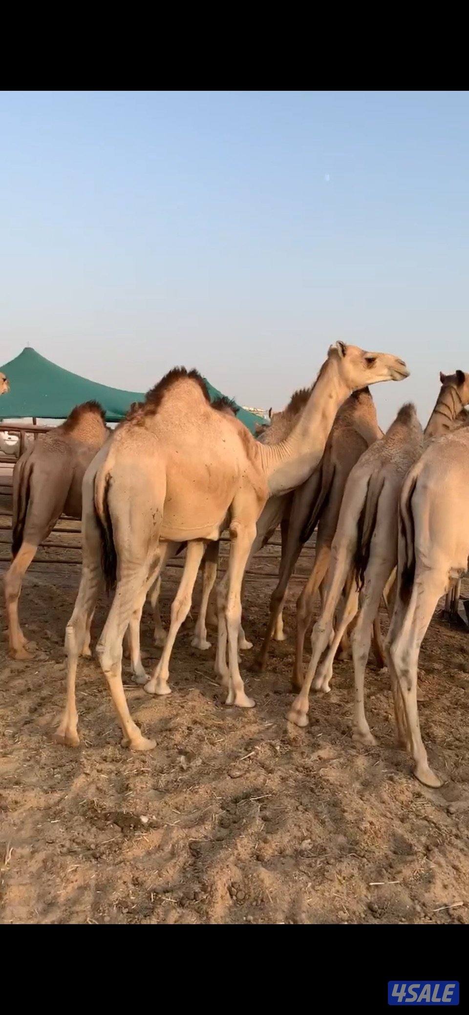 للبيع قعدان مستورده طيبه مفاريد جمله ولا تفريد الموقع جواخير الوفره0