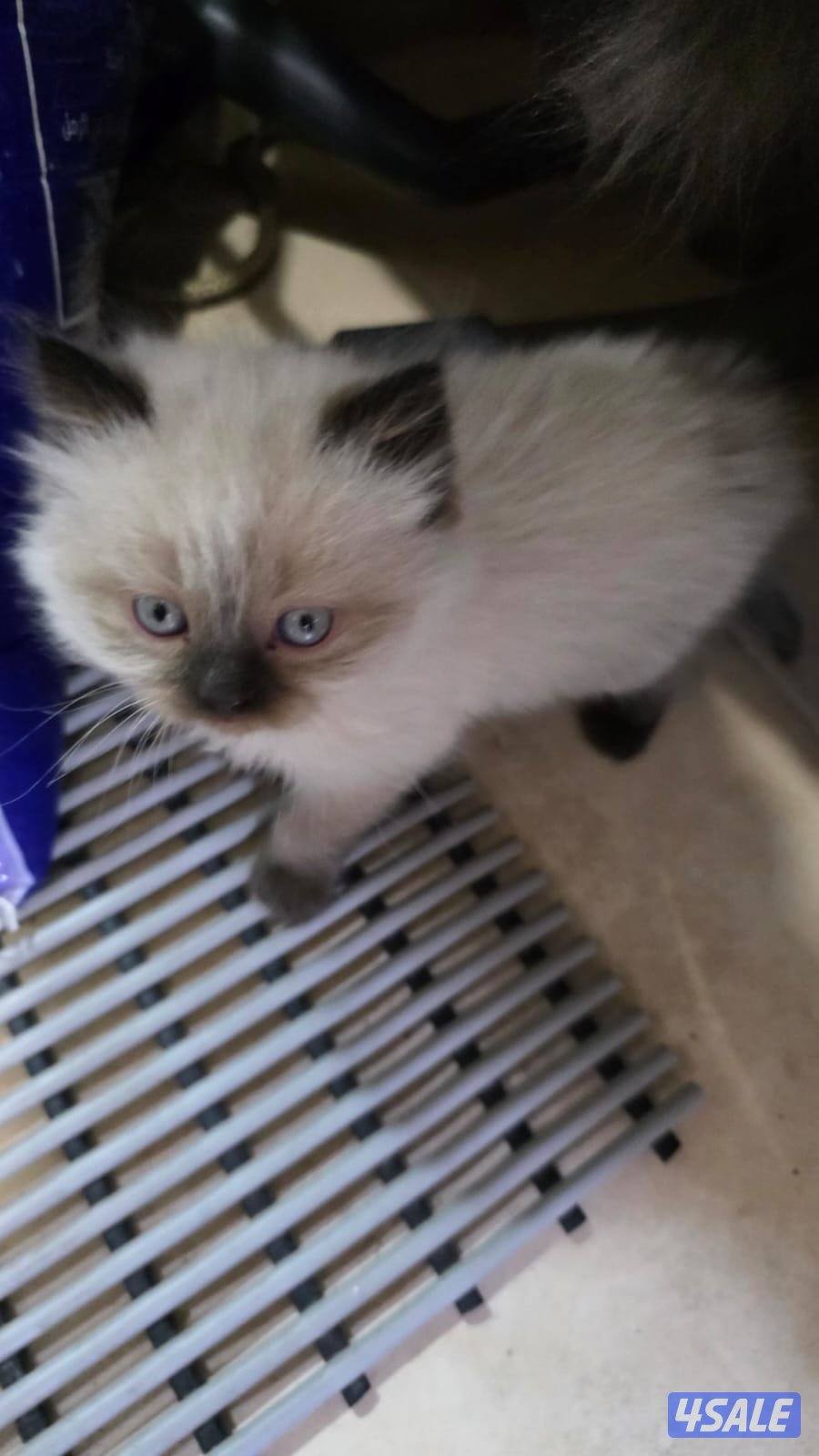 ٥ كتن هولندي مون فيس1