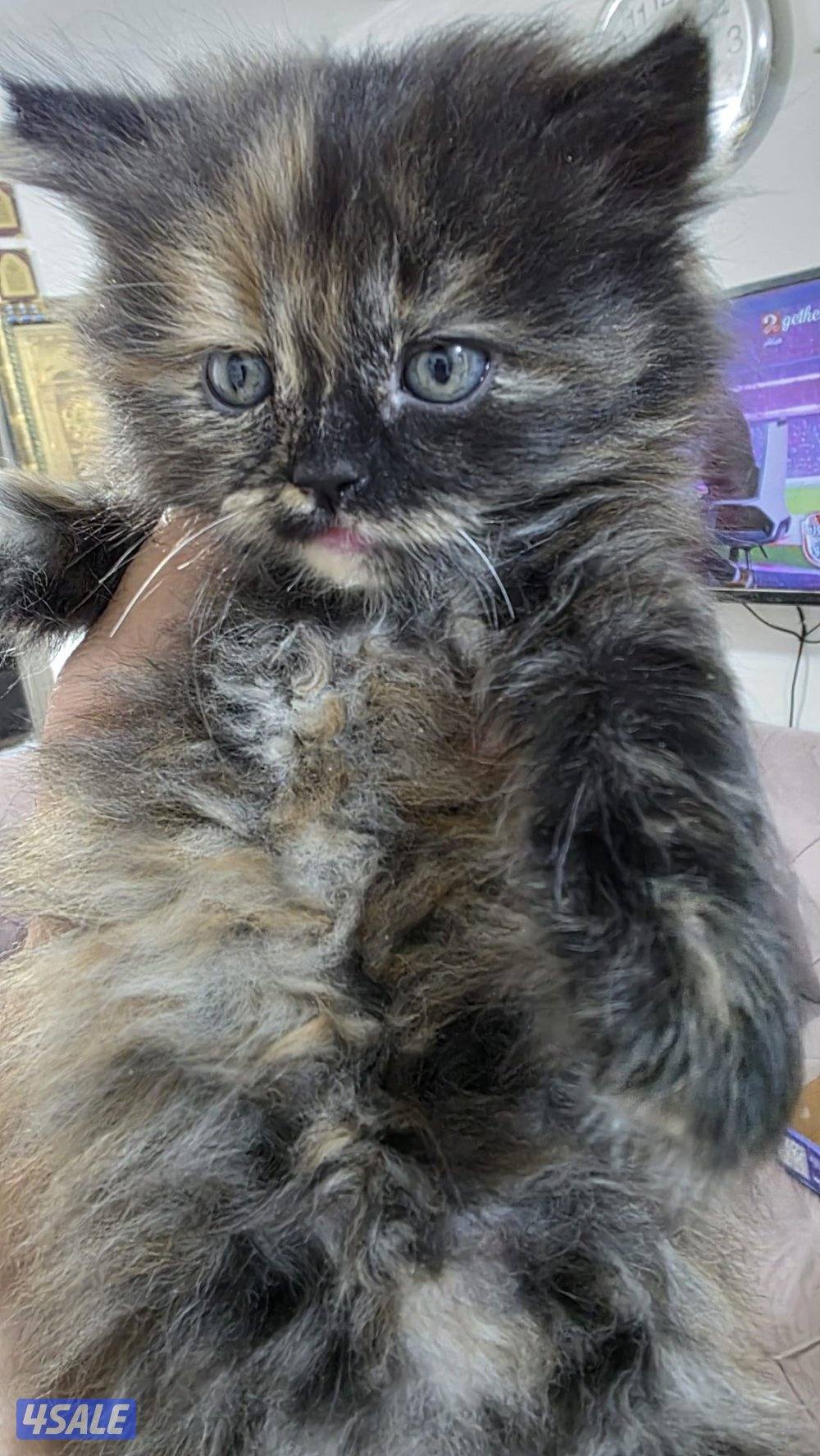 ٥ كتن هولندي مون فيس3