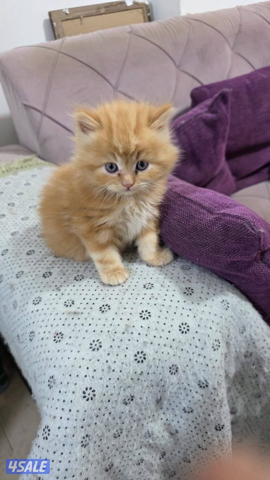 ٥ كتن هولندي مون فيس2