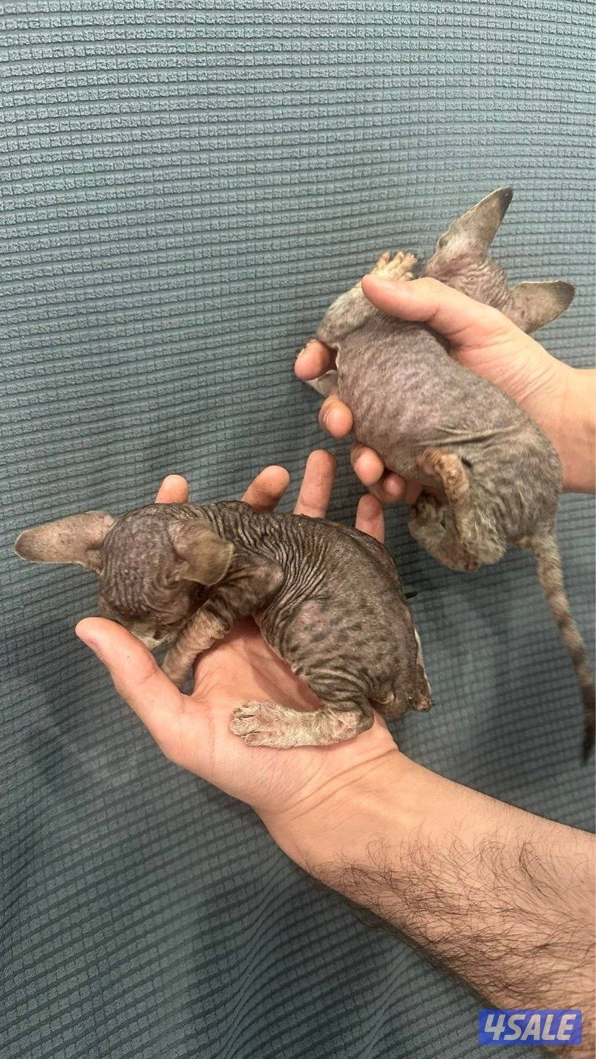 كتن سفنكس (فرعوني)6