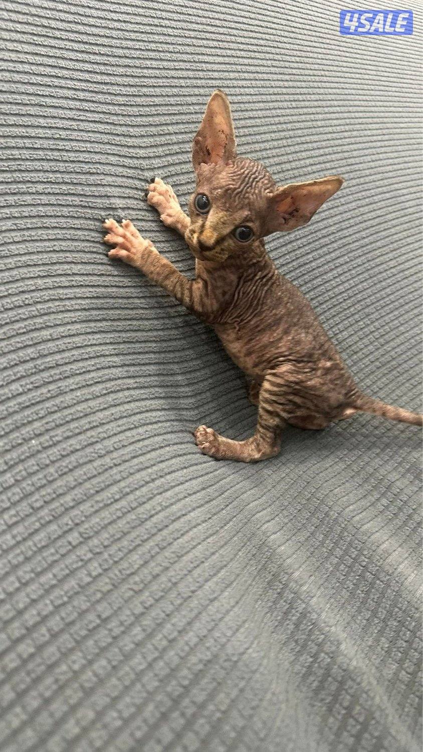 كتن سفنكس (فرعوني)5