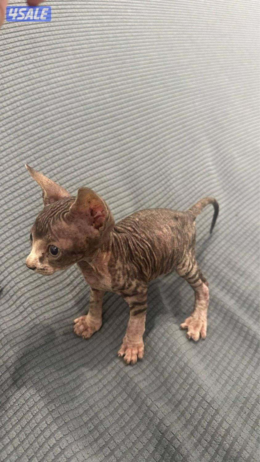 كتن سفنكس (فرعوني)7