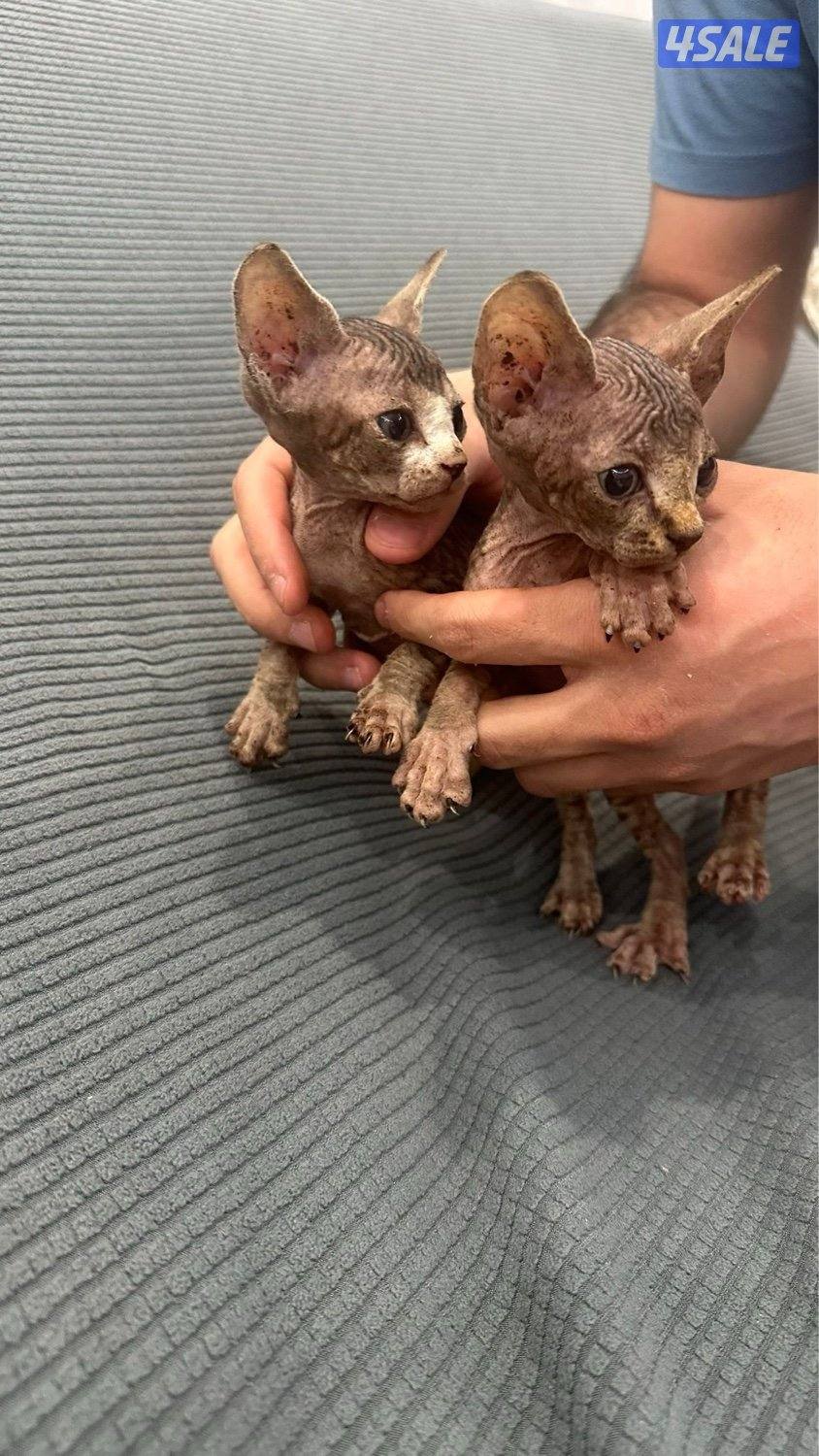 كتن سفنكس (فرعوني)0