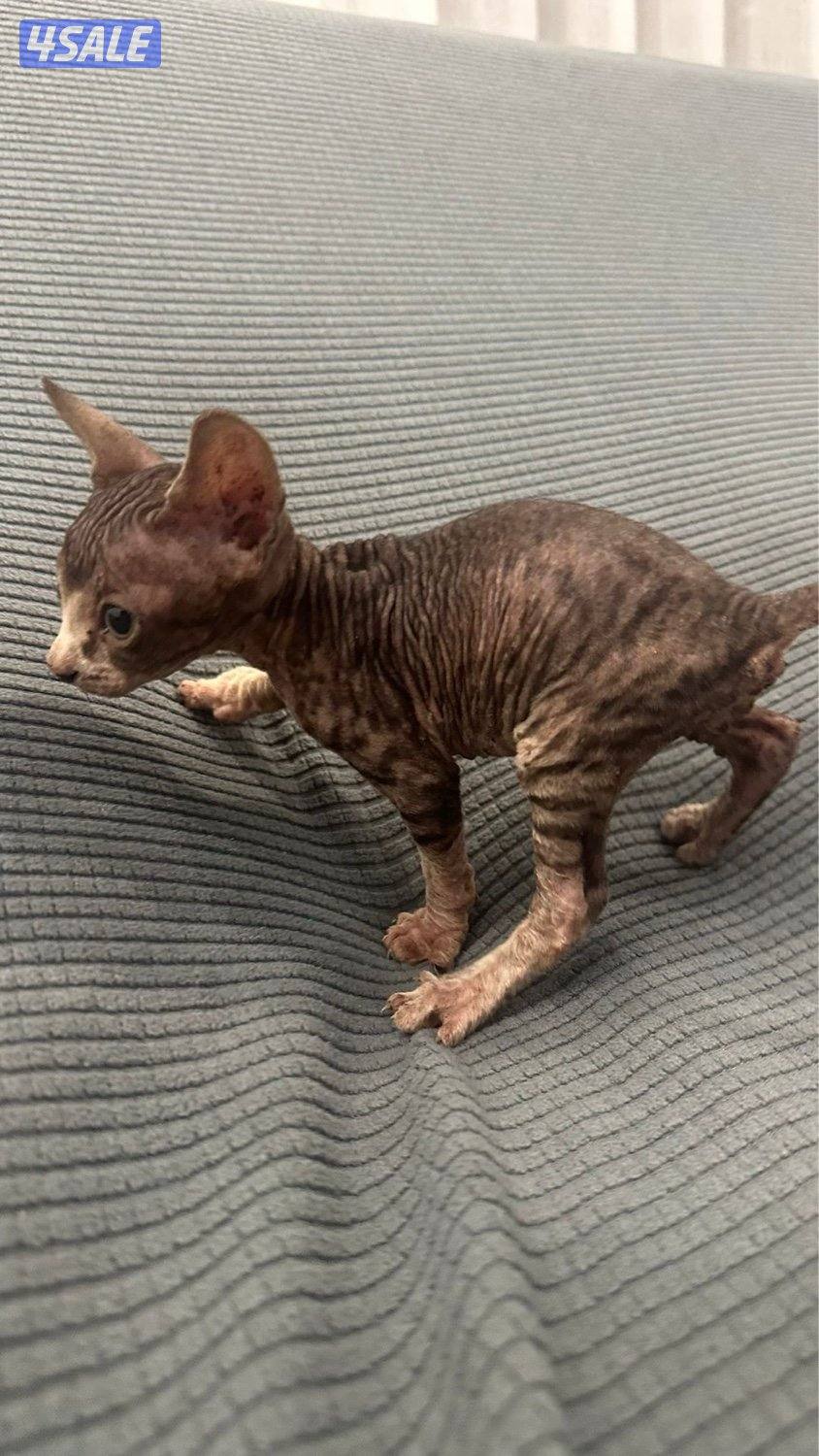 كتن سفنكس (فرعوني)8