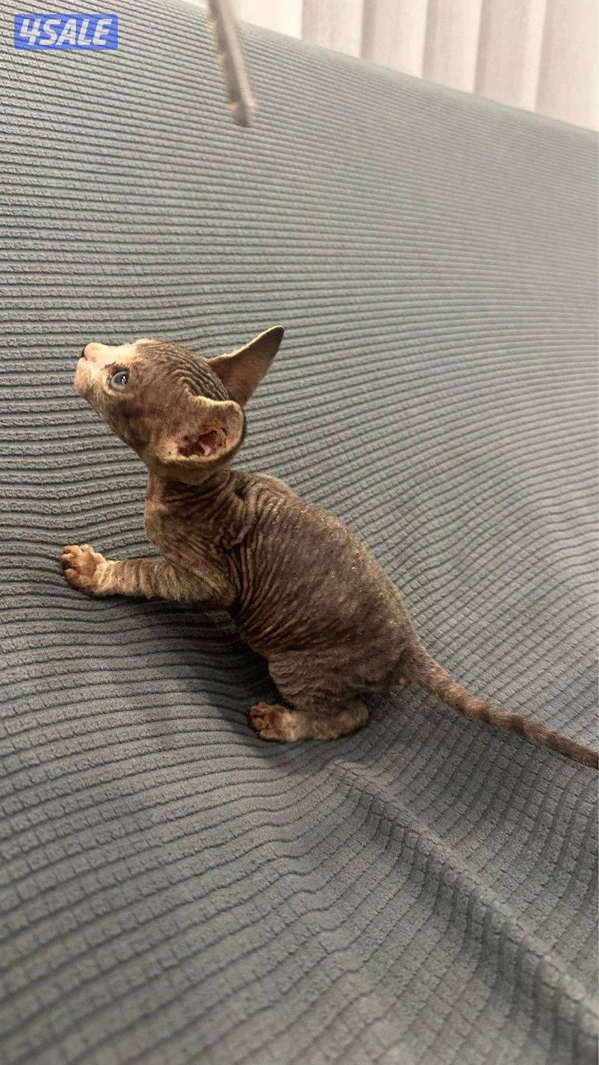 كتن سفنكس (فرعوني)9