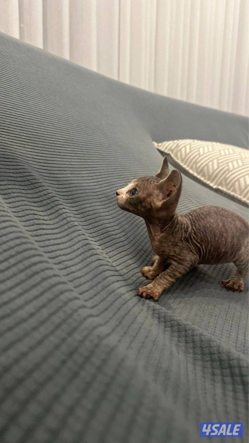 كتن سفنكس (فرعوني)10